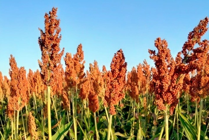 Comunidades do Semiárido Mineiro Investem na Produção de Farinha de Sorgo para Alimentação Humana