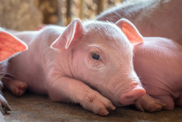 Modernização da Maternidade: Um Caminho para a Suinocultura Sustentável