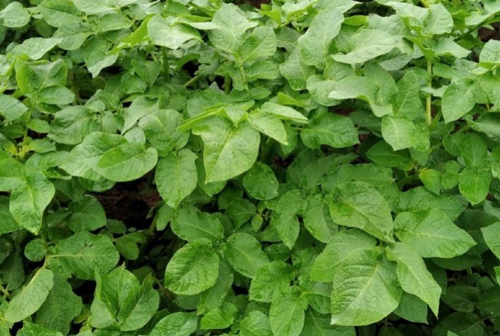 Uma nova abordagem no controle de doenças de plantas