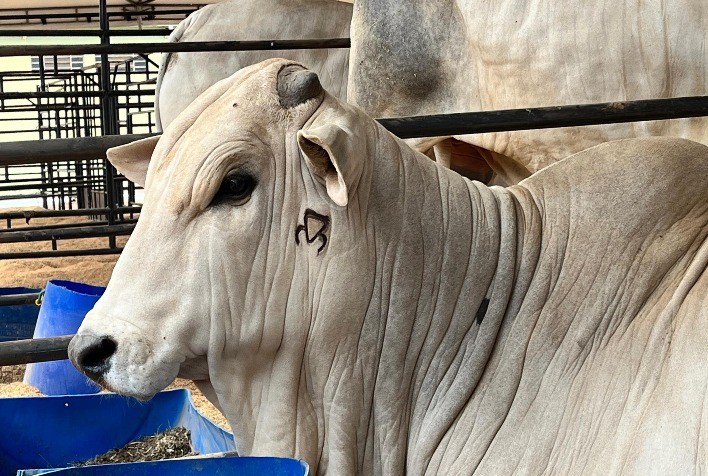 Programa Pró-Genética Brilha na 56ª Expoagro em Cuiabá
