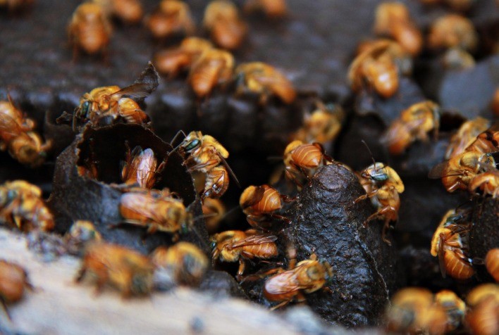 Agrodefesa orienta produtores sobre a importância de efetuar o cadastro de propriedade criadora de abelhas em Goiás