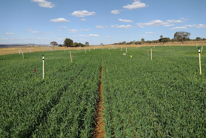 Pesquisa indica momento e quantidade de água ideais para irrigação do trigo no Cerrado