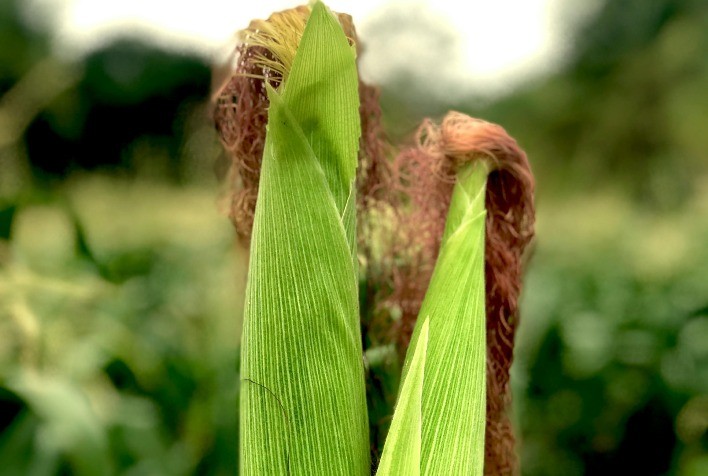 Biológicos: A Nova Era na Cultivação do Milho