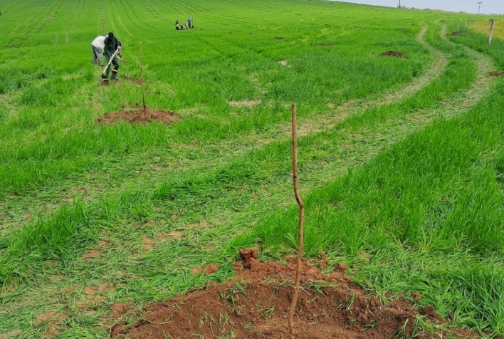 Cuidados com Pomares de Pecã Durante o Inverno: Recomendações de Especialista