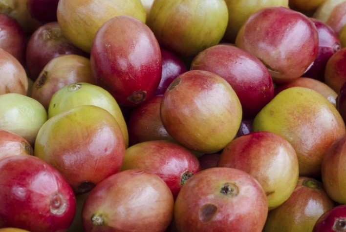 Café Arábica e Robusta Registram Leves Altas em Nova York e Londres