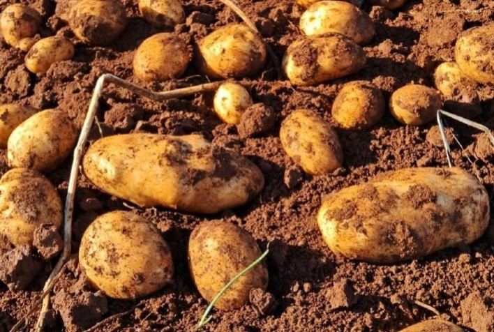 Adubação de Cobertura Aumenta a Produtividade no Cultivo de Batata