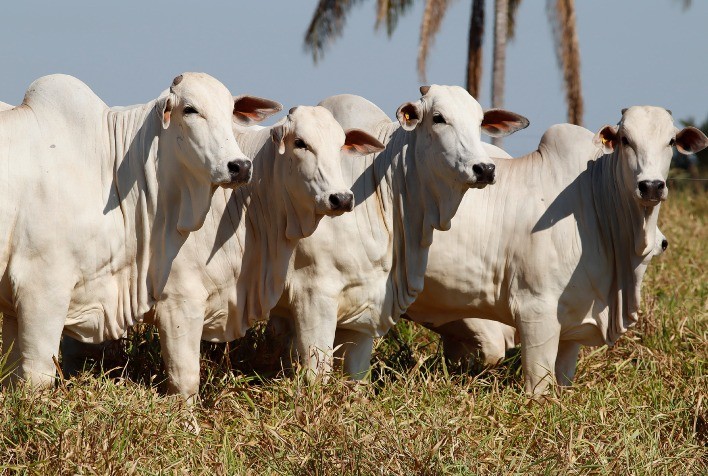 Fazenda Jaburi: Pacote Nutricional Personalizado Impulsiona Sucesso na Pecuária de Rondônia
