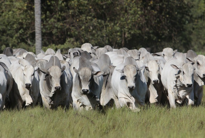 Arroba do Boi Gordo Retorna a R$ 230 com Oferta Recorde de Carne no Primeiro Semestre