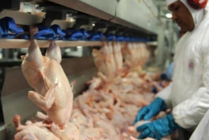 Com ajuda dos EUA, frigoríficos brasileiros ganham margem no frango