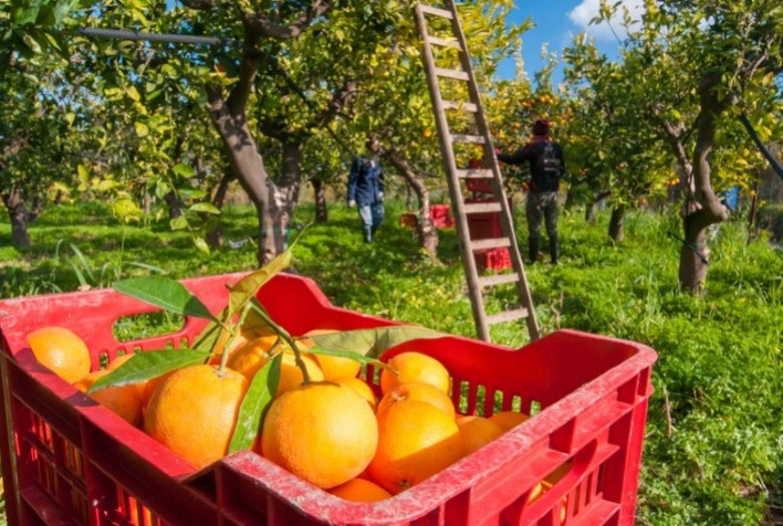 Preços da Laranja Pera Sobem pela 10ª Semana Consecutiva