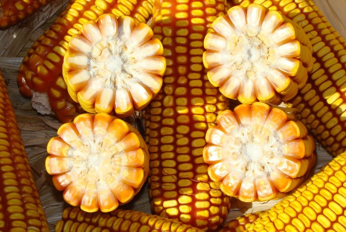 Futuros do Milho Iniciam Sexta-Feira em Alta na B3 e em Chicago