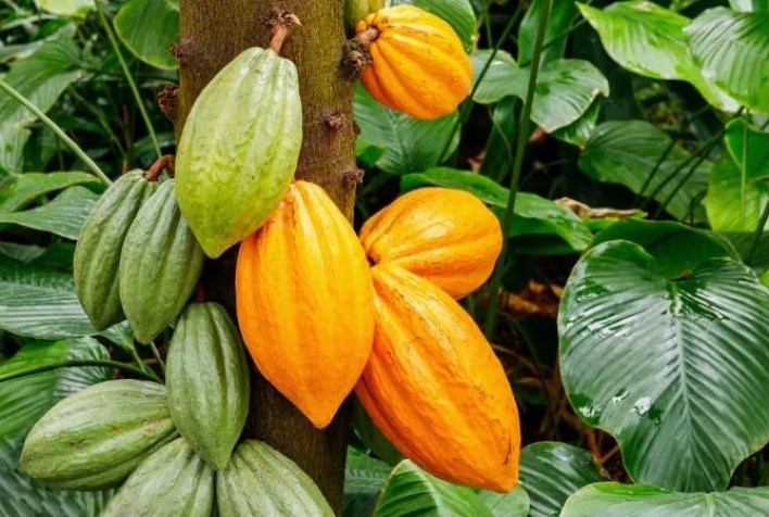 Cacau Brasileiro: Potencial para Dominar o Cenário Internacional