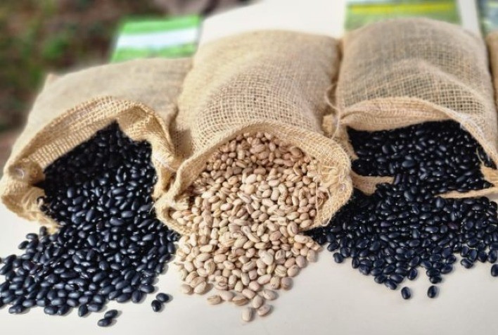 Ibrafe: Mercado do Feijão Indica Novas Desvalorizações
