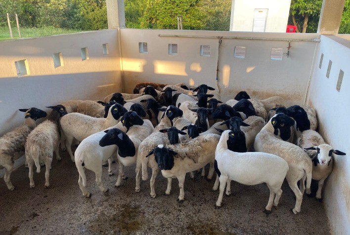 Curso de Ovinocultura de Corte Ensina a Maximizar Lucros com Carne de Qualidade