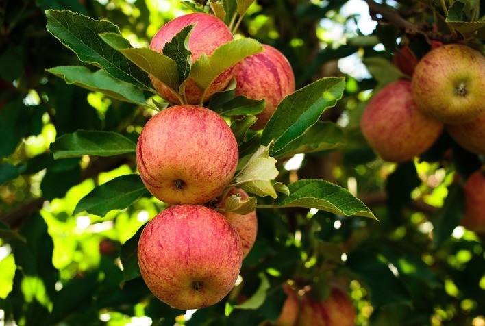 Sipcam Nichino Brasil Destaca Soluções Inovadoras no Enfrute 2024