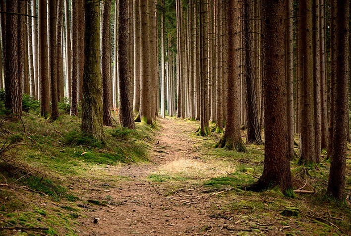 Webinar Destaca Bioeconomia Florestal como Motor da Indústria Verde no Brasil