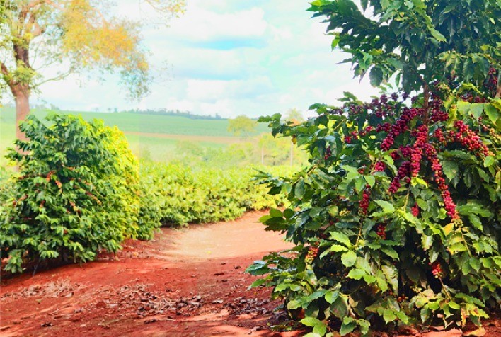 IHARA Apresenta Inovações para o Campo na Coopercitrus Expo 2024