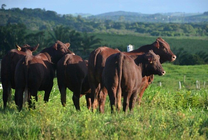 Santa Gertrudis Se Destaca em Prova de Desempenho a Pasto no Nordeste