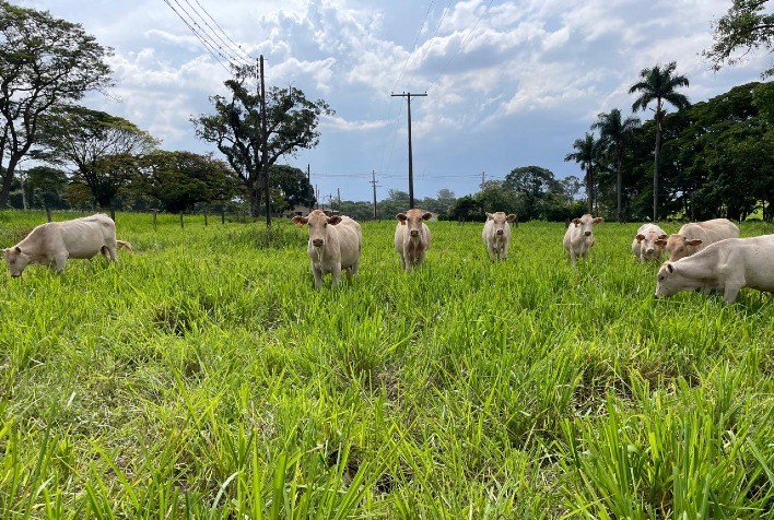 Adoção de Práticas Adequadas de Manejo de Pastagem Pode Impulsionar a Produção de Carne