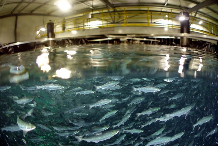 JBS Aloca R$ 400 Milhões para Expansão da Produção de Salmão na Austrália