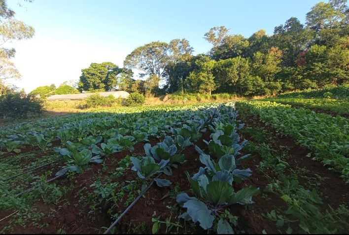 Transformação Rural: Família Roth Transita da Bovinocultura para a Olericultura