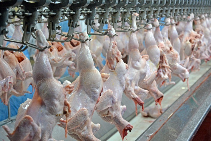 Embrapa Publica Documento Científico sobre Modernização da Inspeção Sanitária em Abatedouros de Frango