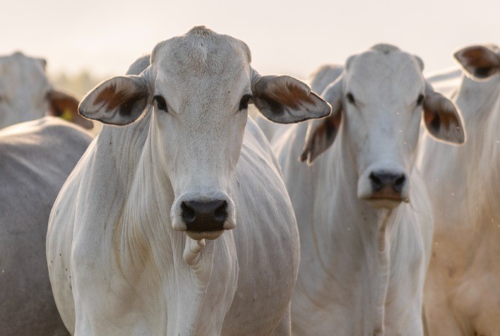 Controle Estratégico de Ectoparasitas Eleva Produtividade e Bem-Estar do Rebanho