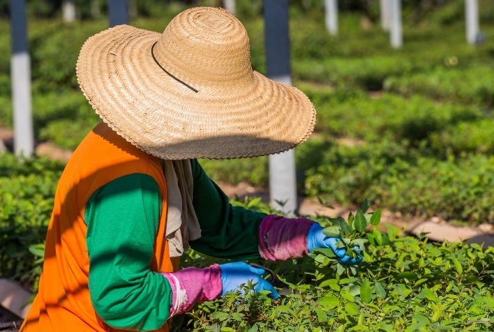 Dificuldades no Setor de Viveiros Ameaçam Compromisso do Brasil com o Acordo de Paris