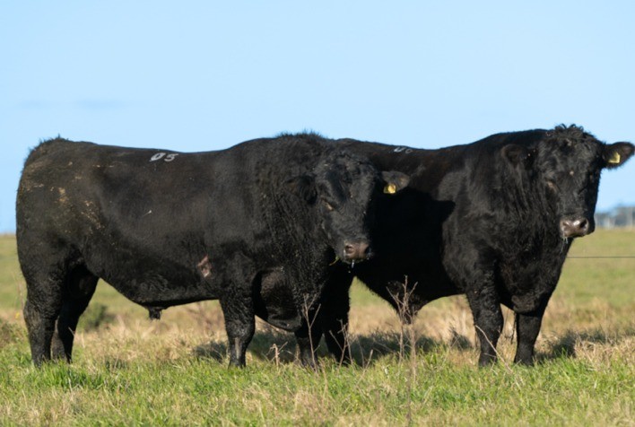 Fenagen Oferece Oportunidades de Valorização de Animais no Mercado Pecuário