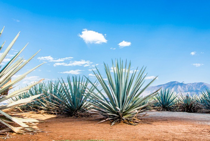 Levedura Geneticamente Modificada Transforma Agave em Etanol