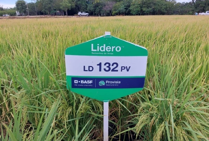 BASF Inova com Novas Tecnologias para Combater Resistência a Herbicidas em Lavouras de Arroz