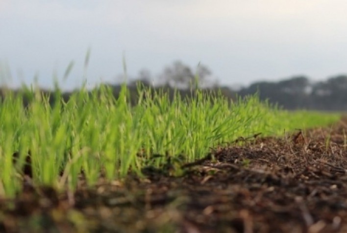 Condições Climáticas Variáveis Desafiam Plantio de Trigo no RS
