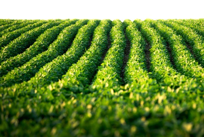 Mapa publica novo zoneamento agrícola da soja para a safra 2024/2025