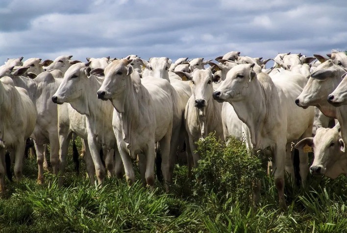 Pecuária: Cepea amplia coleta de dados com a parceria de “Agregadores de Negócios”