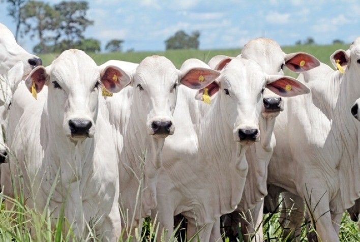 Expectativas de Alta no Mercado de Bezerros para o Segundo Semestre de 2024