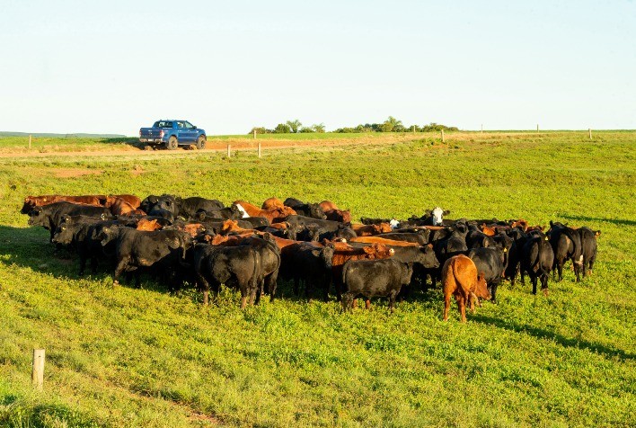 Pecuária Gaúcha Mantém Otimismo Cauteloso para o Segundo Semestre de 2024