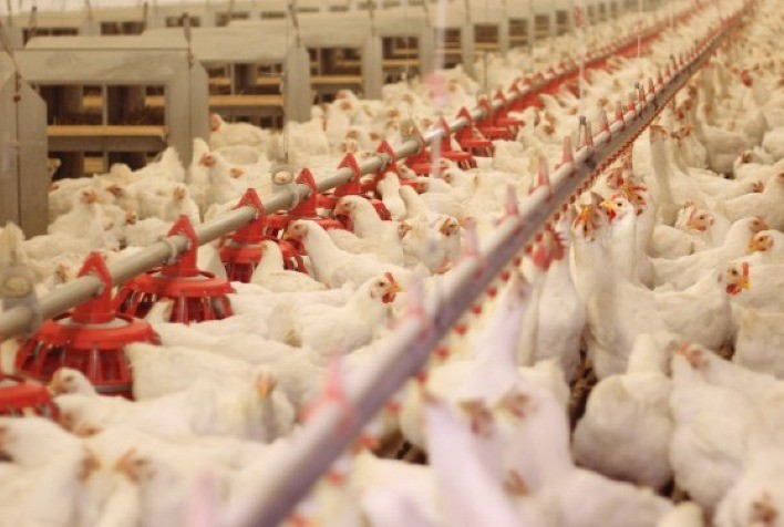 Rio Grande do Sul Declara Emergência Zoossanitária devido a Doença de Newcastle