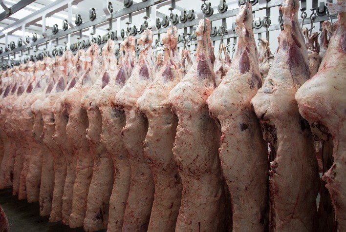 MFG Agropecuária Registra Recorde de Abates e Projeta Fechar o Ano com 350 Mil Cabeças