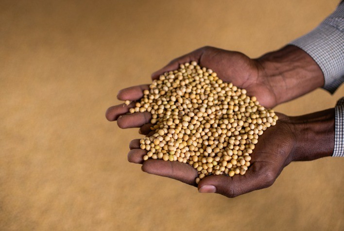 Qualidade da Semente de Soja: Fator Crucial para Alta Produtividade