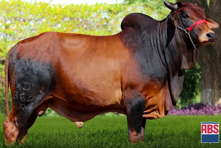 ABS Amplia Bateria de Touros Sindi com Destaques na Produção de Leite no Sertão Brasileiro