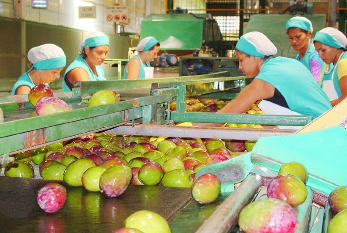 Bahia: Líder Nacional na Produção e Exportação de Manga