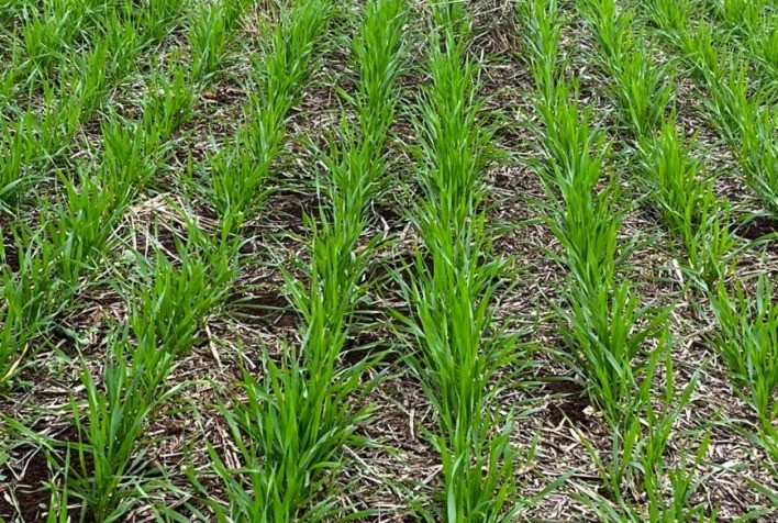 Desafios Climáticos Marcam a Nova Safra de Trigo no Brasil