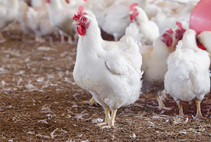 Confirmação de Foco de Newcastle no RS Alerta Setor de Avicultura