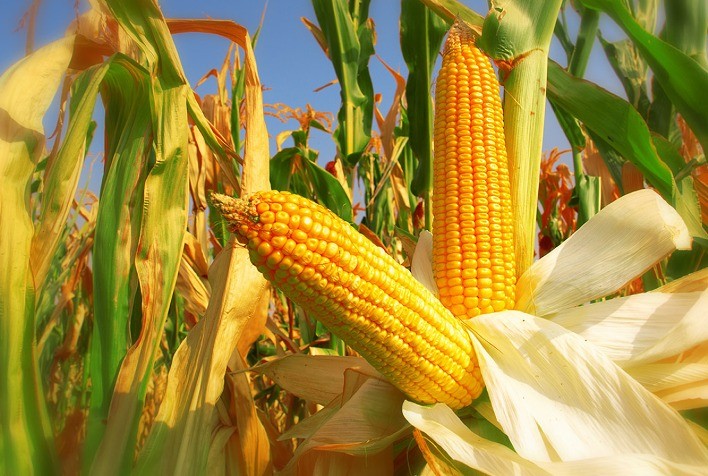 Produtores Brasileiros de Milho Seguram Oferta em Meio a Alta de Preços