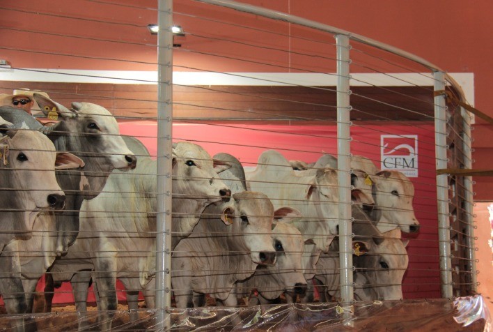 Megaleilão CFM 2024: 500 Touros Nelore em Condições Exclusivas