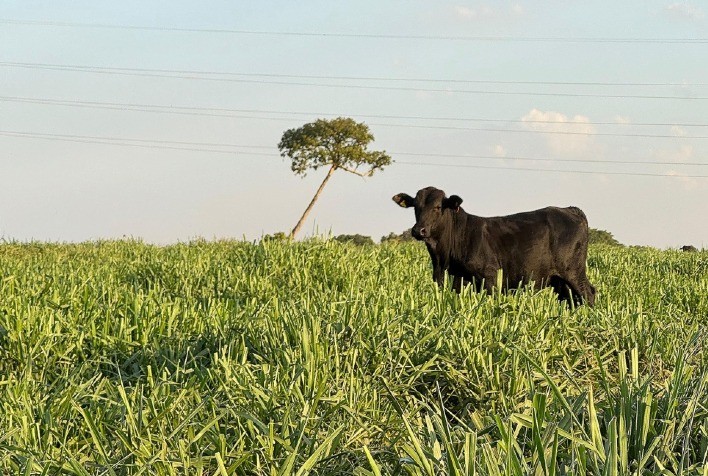 Atenção à Suplementação do Gado em Períodos de Seca