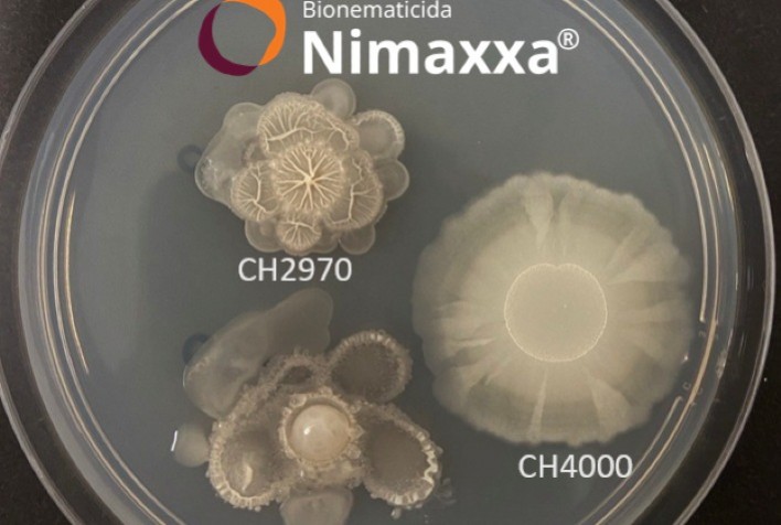 Nimaxxa da UPL: Primeiro Bionematicida Bioestimulante Registrado no Brasil