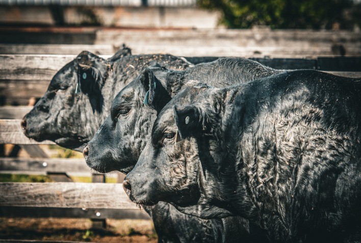 Primeira Fenagen Reúne 145 Animais de Elite em Pelotas