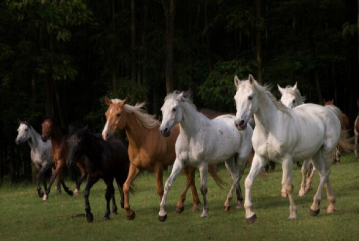 Importância da Vigilância Contra a Influenza Equina para a Saúde dos Cavalos