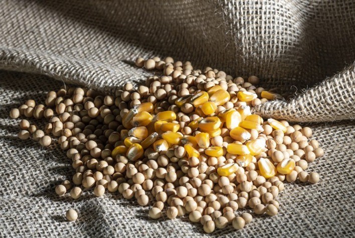 Vendas de Soja e Milho dos EUA Superam Expectativas, Diz USDA